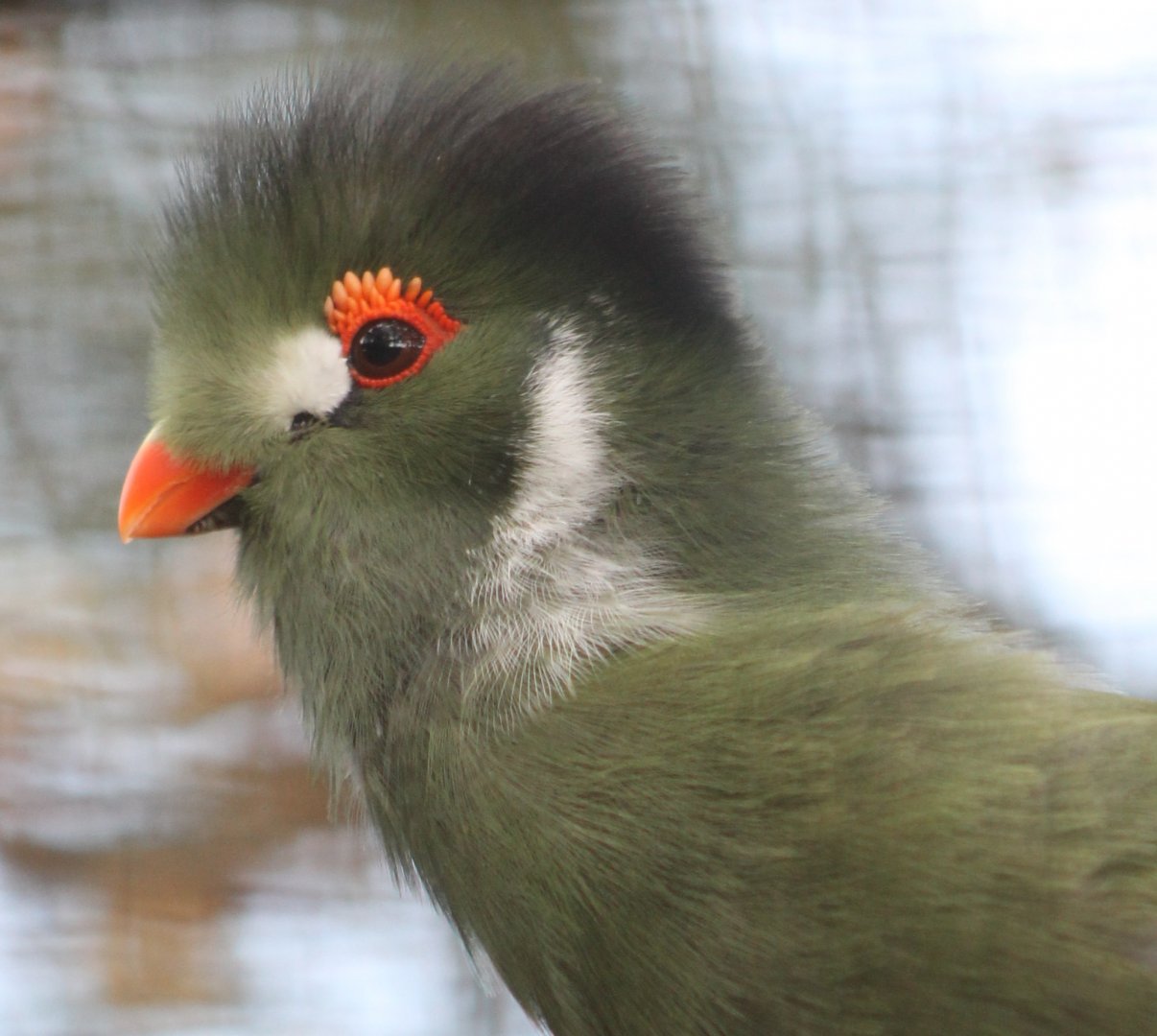 White-cheeked touraco