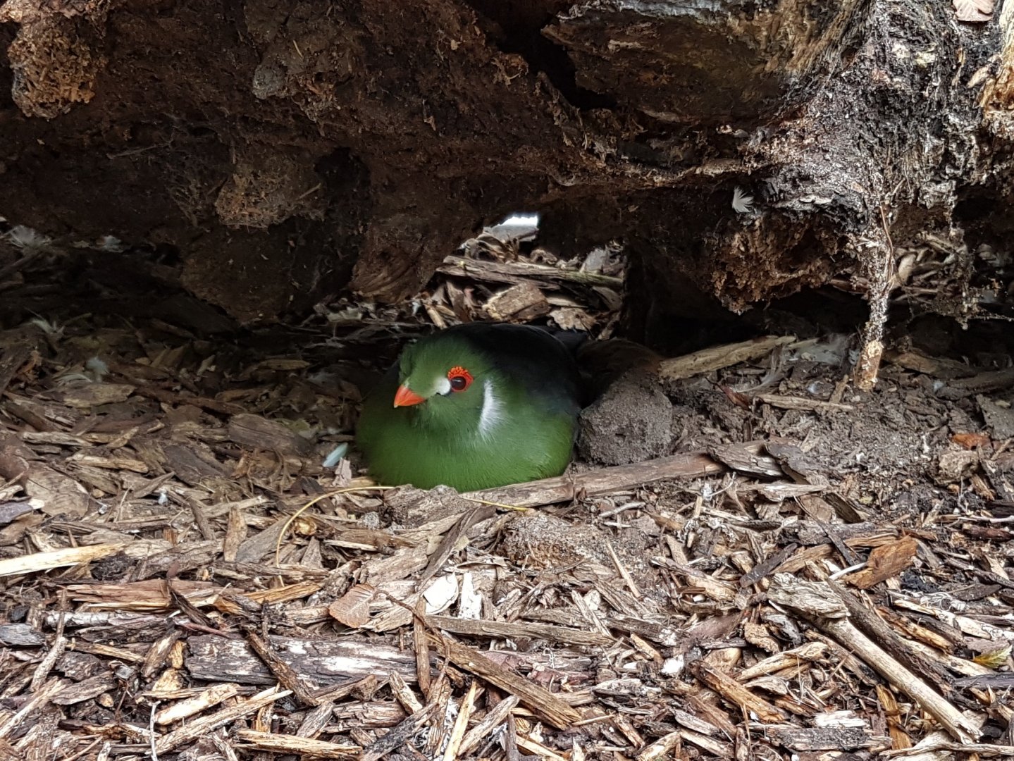 White-cheeked touraco