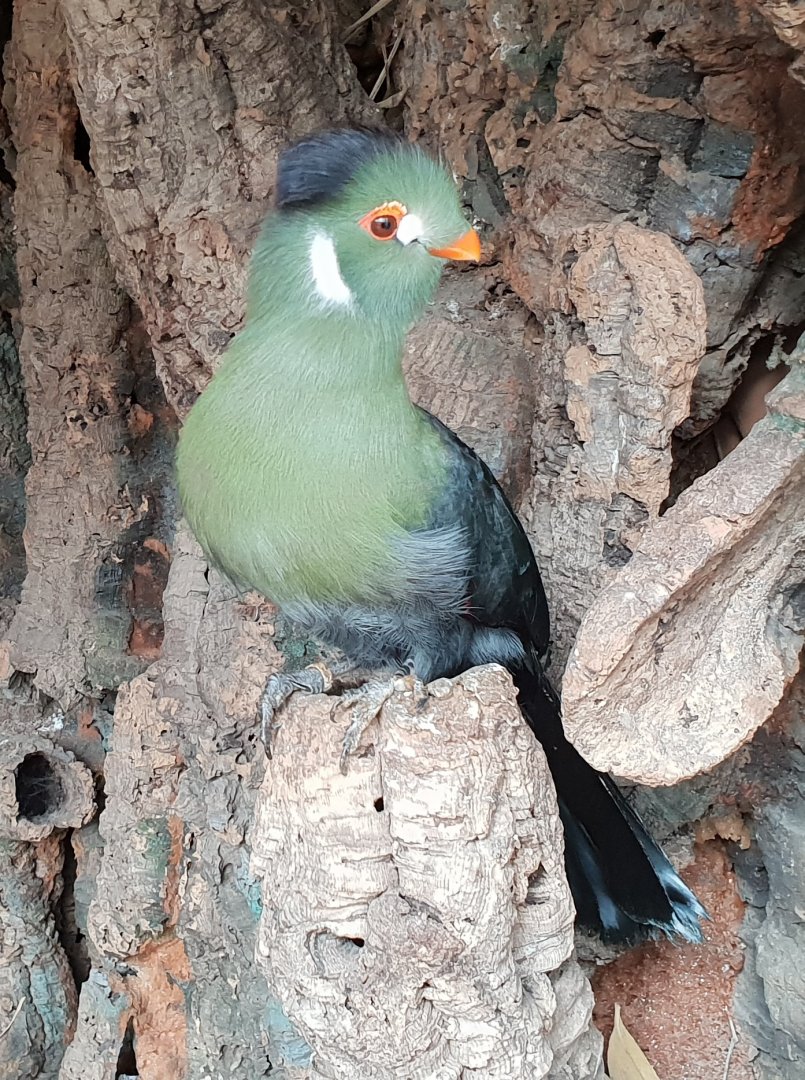 White-cheeked touraco
