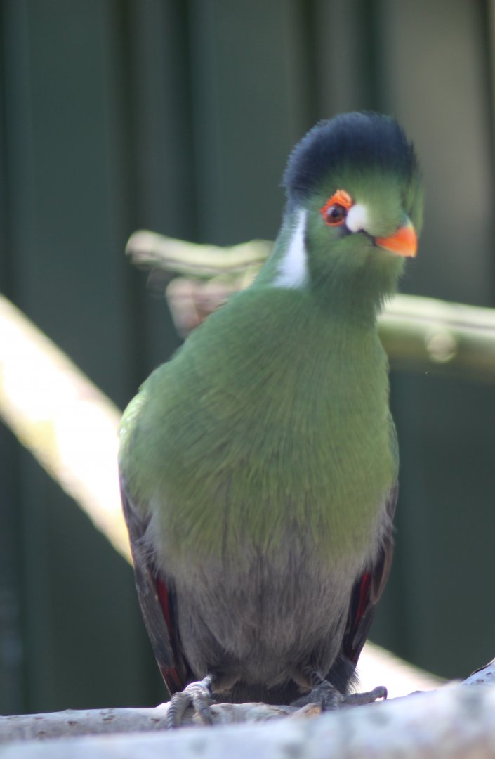 White-cheeked touraco
