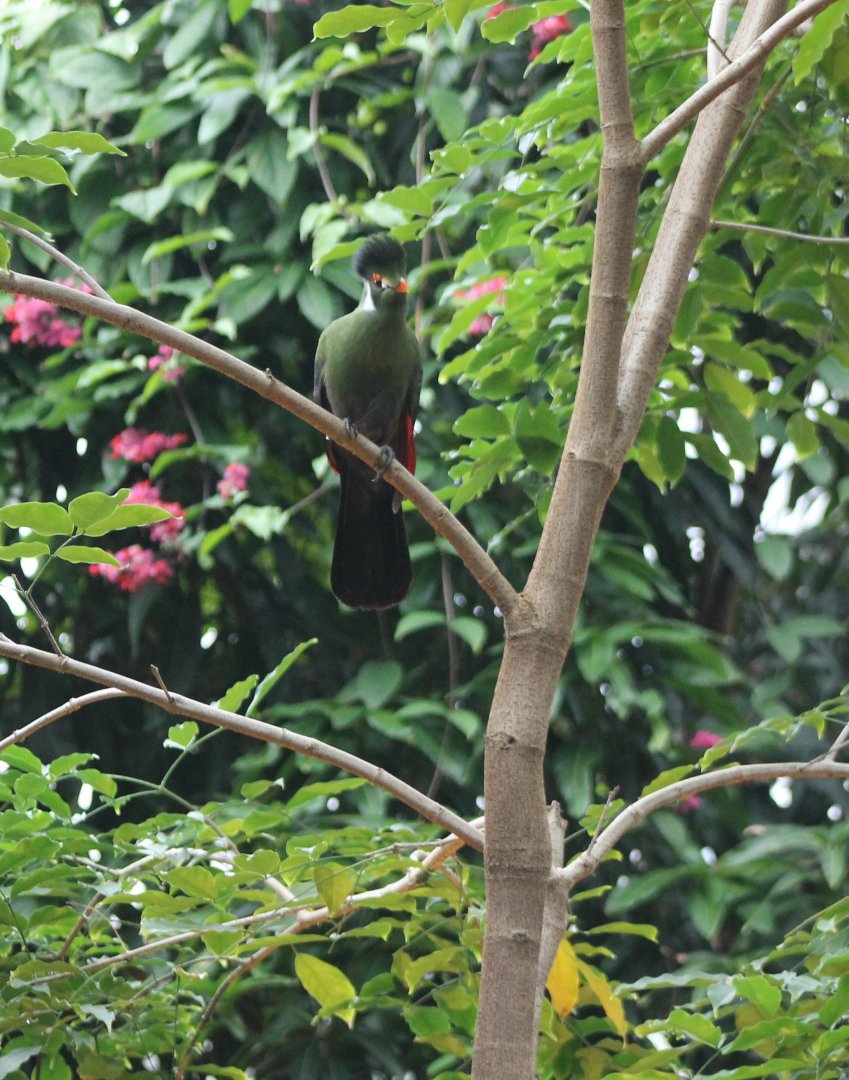 White-cheeked touraco