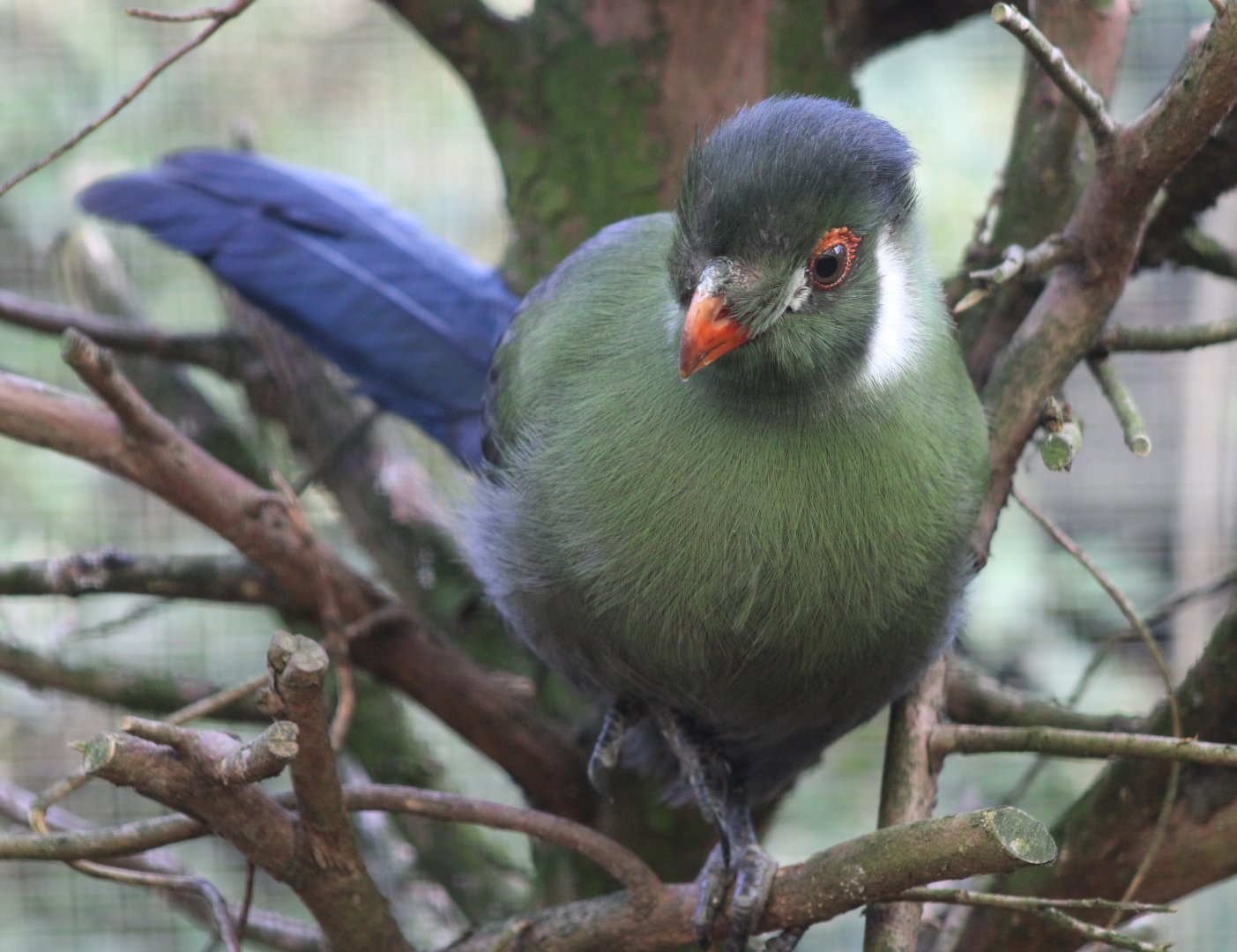 White-cheeked touraco