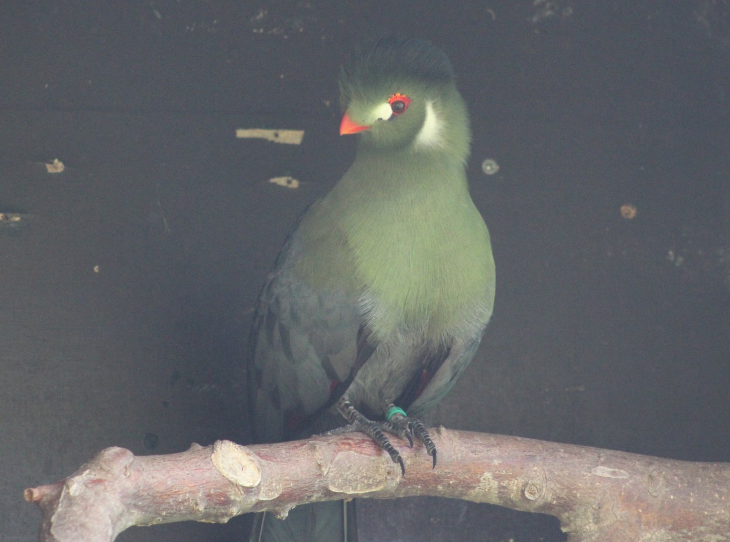 White-cheeked touraco