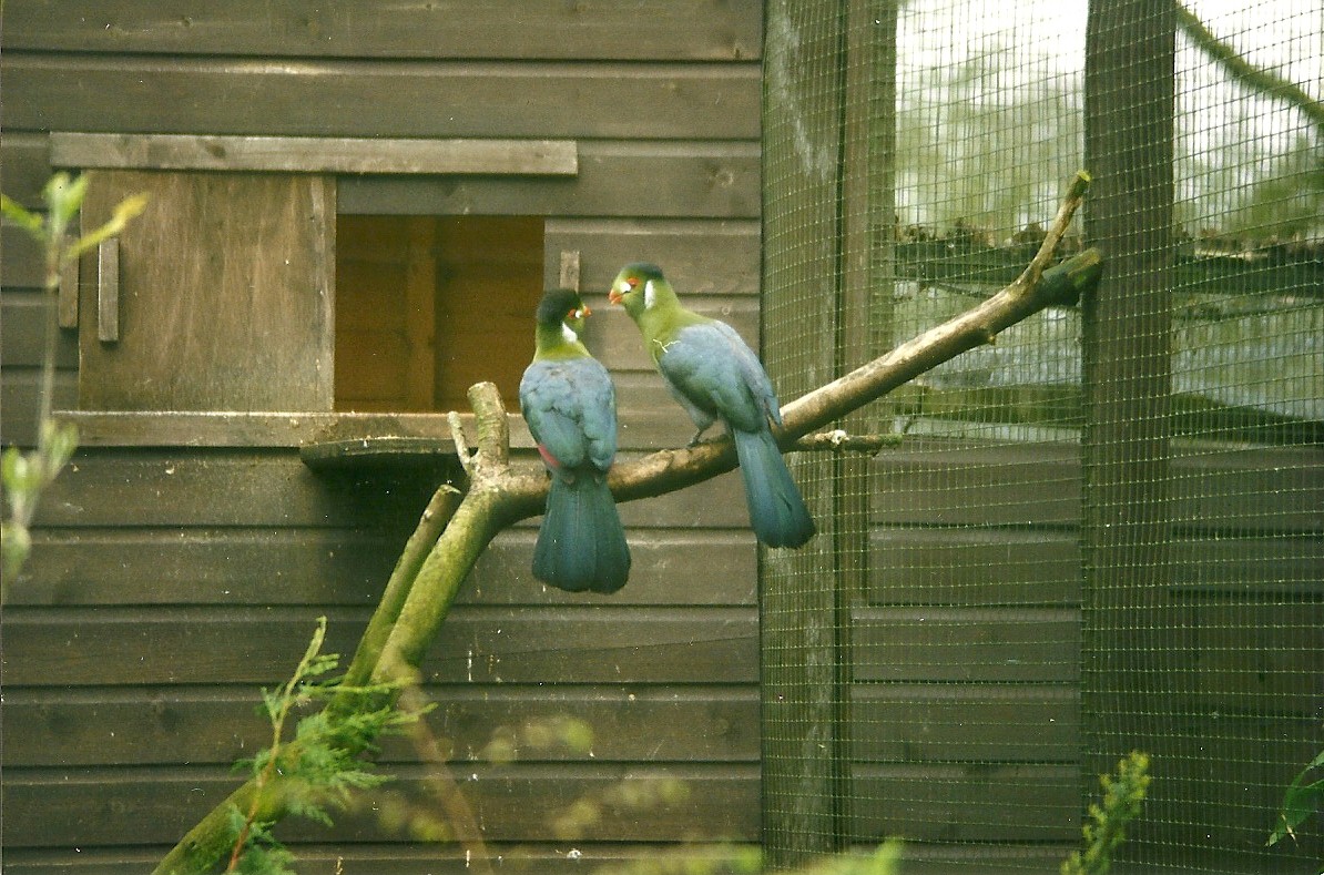 White-cheeked Touracos 5th April 1998
