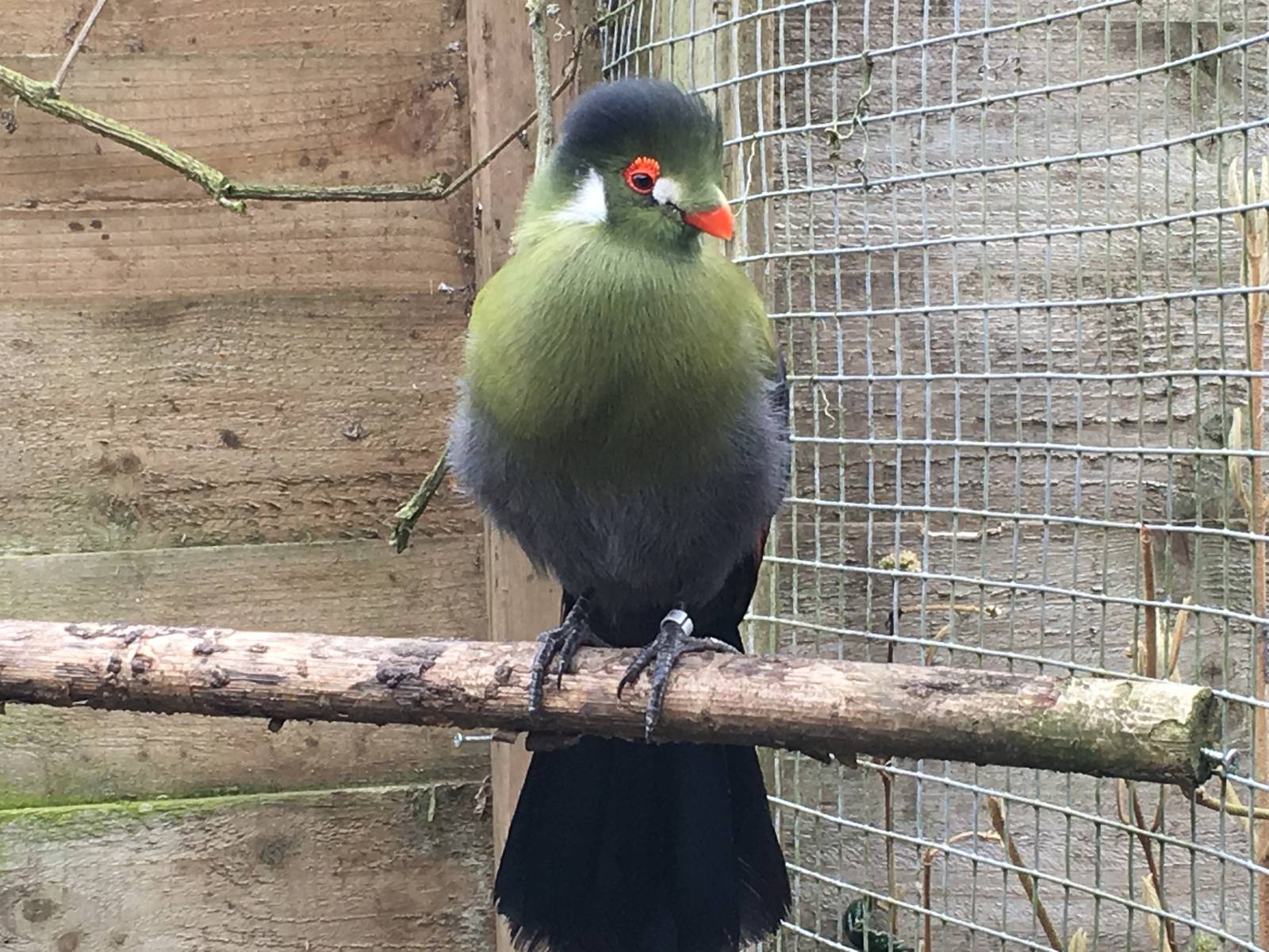 White-cheeked Turaco 010516