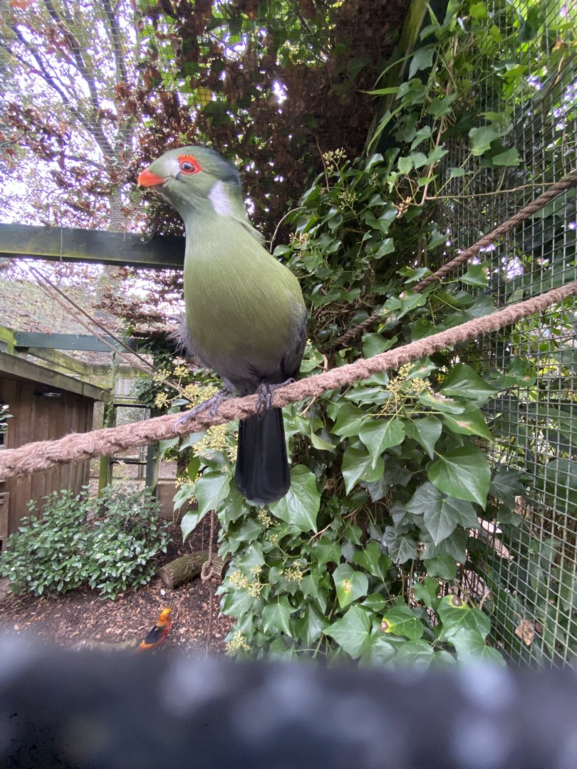 White-cheeked turaco 061121