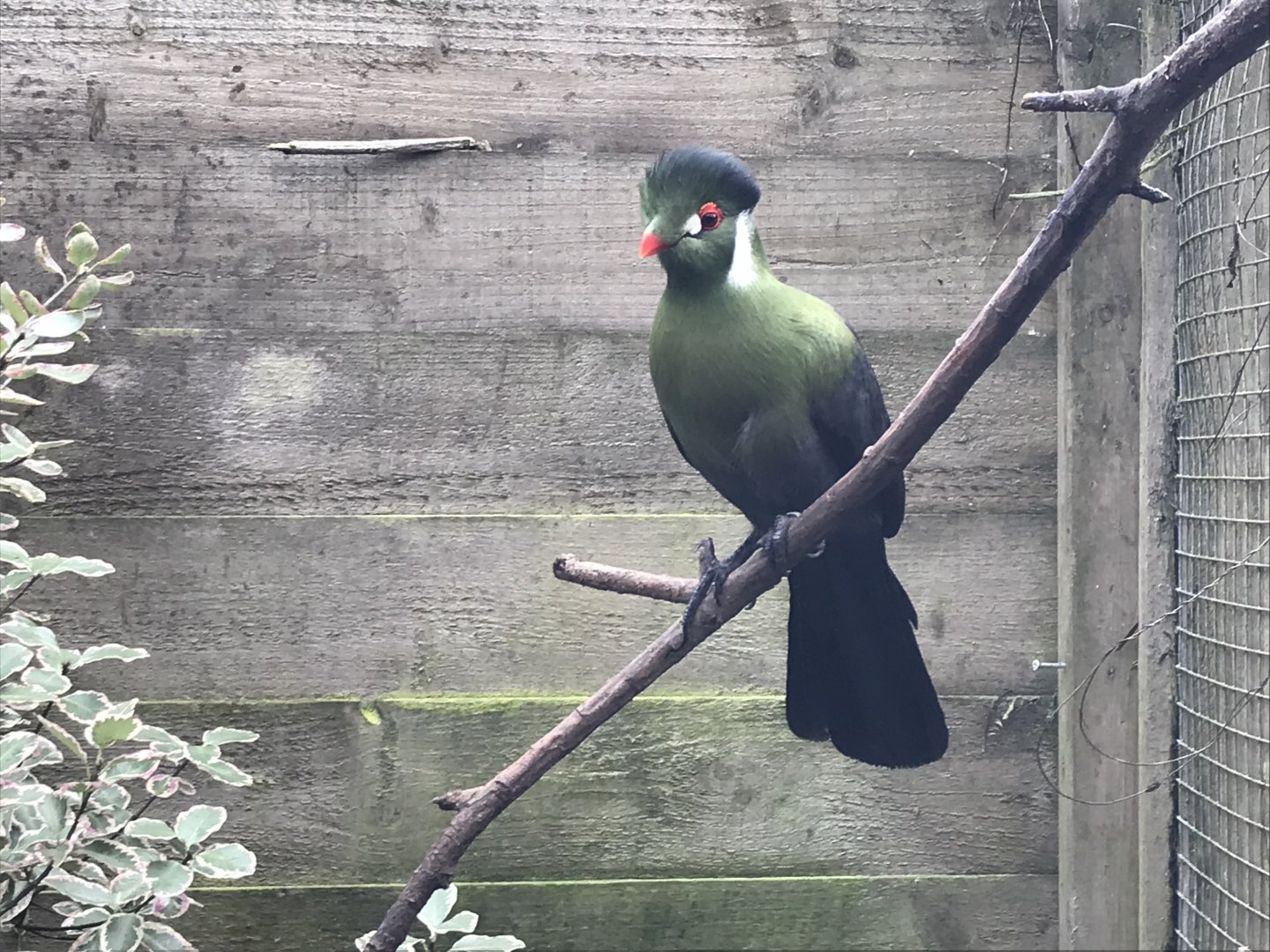 White-cheeked turaco 170219