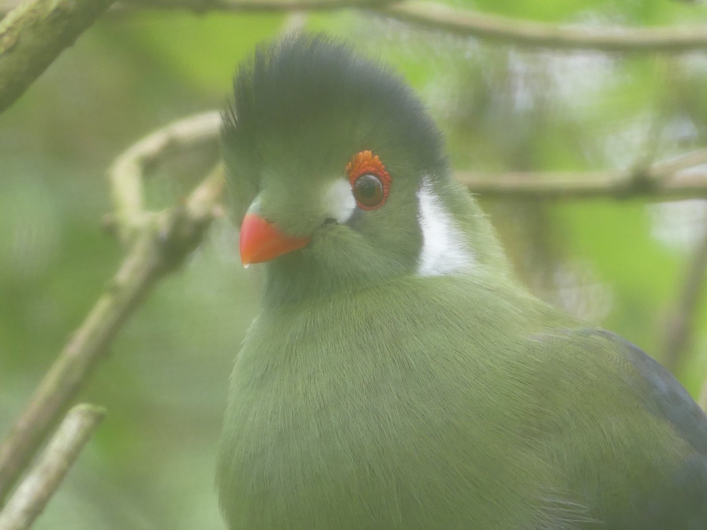 White Cheeked Turaco - 21.10.24