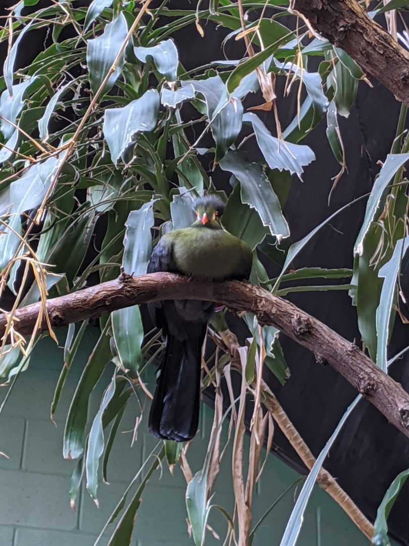 White-cheeked turaco - 24-08-2020