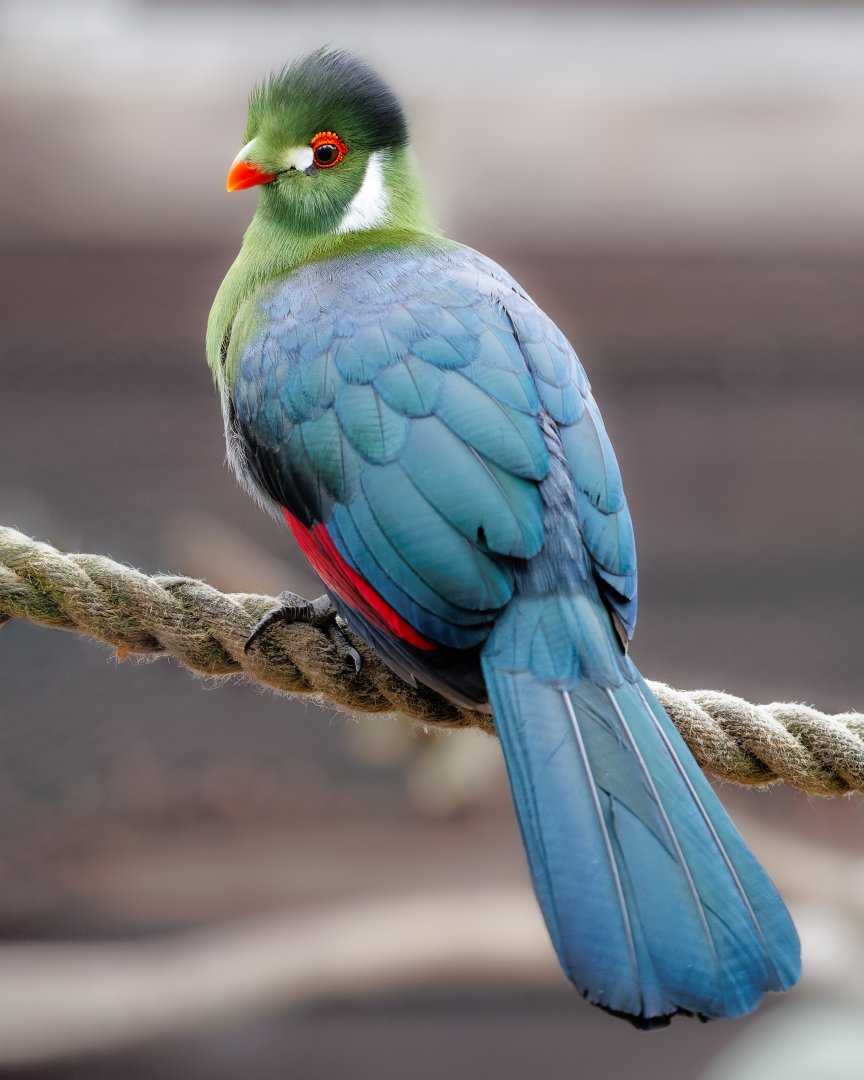 White-cheeked Turaco / 3-3-22 / Hamerton