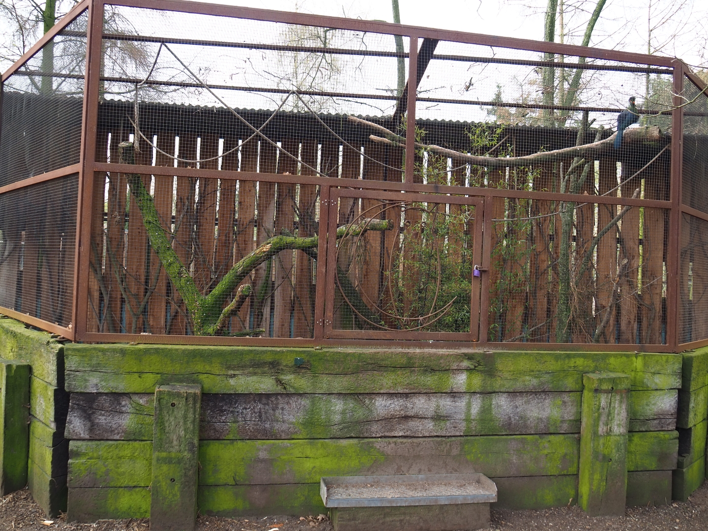 White-cheeked turaco and Edward's pheasant aviary, 2019-04-06