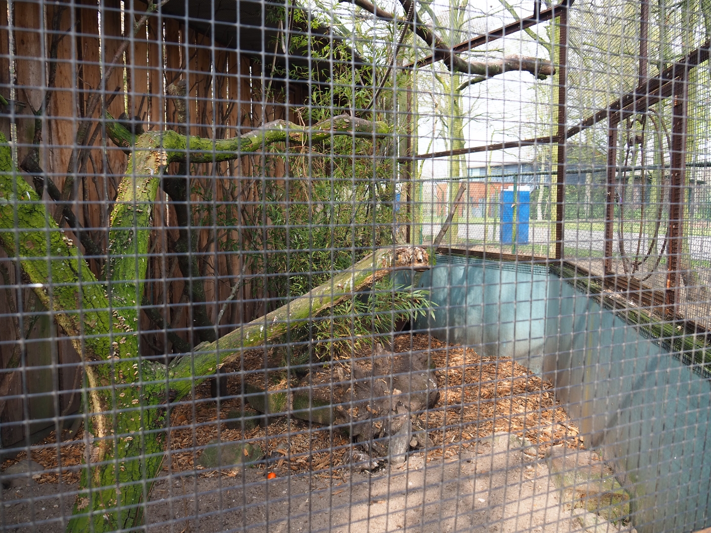 White-cheeked turaco and Edward's pheasant aviary, 2019-04-06