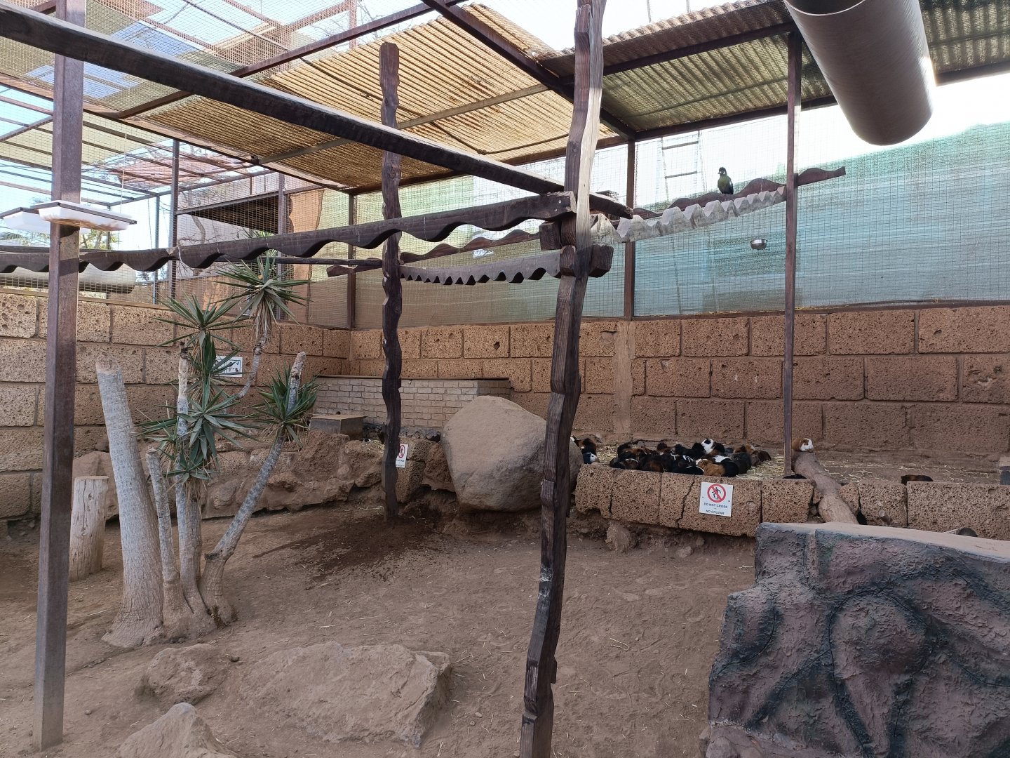 White-cheeked turaco and guinea pig exhibit