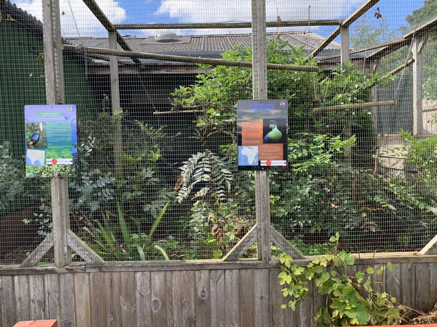 White-cheeked Turaco and Himalayan Monal Aviary at Northumberland College Zoo (2020)