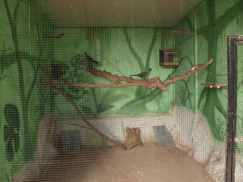 White-cheeked turaco and red-and-yellow barbet cage (April 19th, 2015)