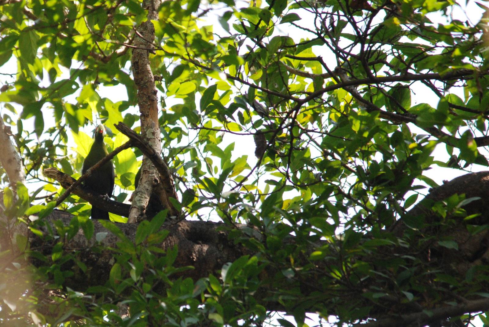 White-cheeked Turaco at Bishangari Lodge, 14/10/14