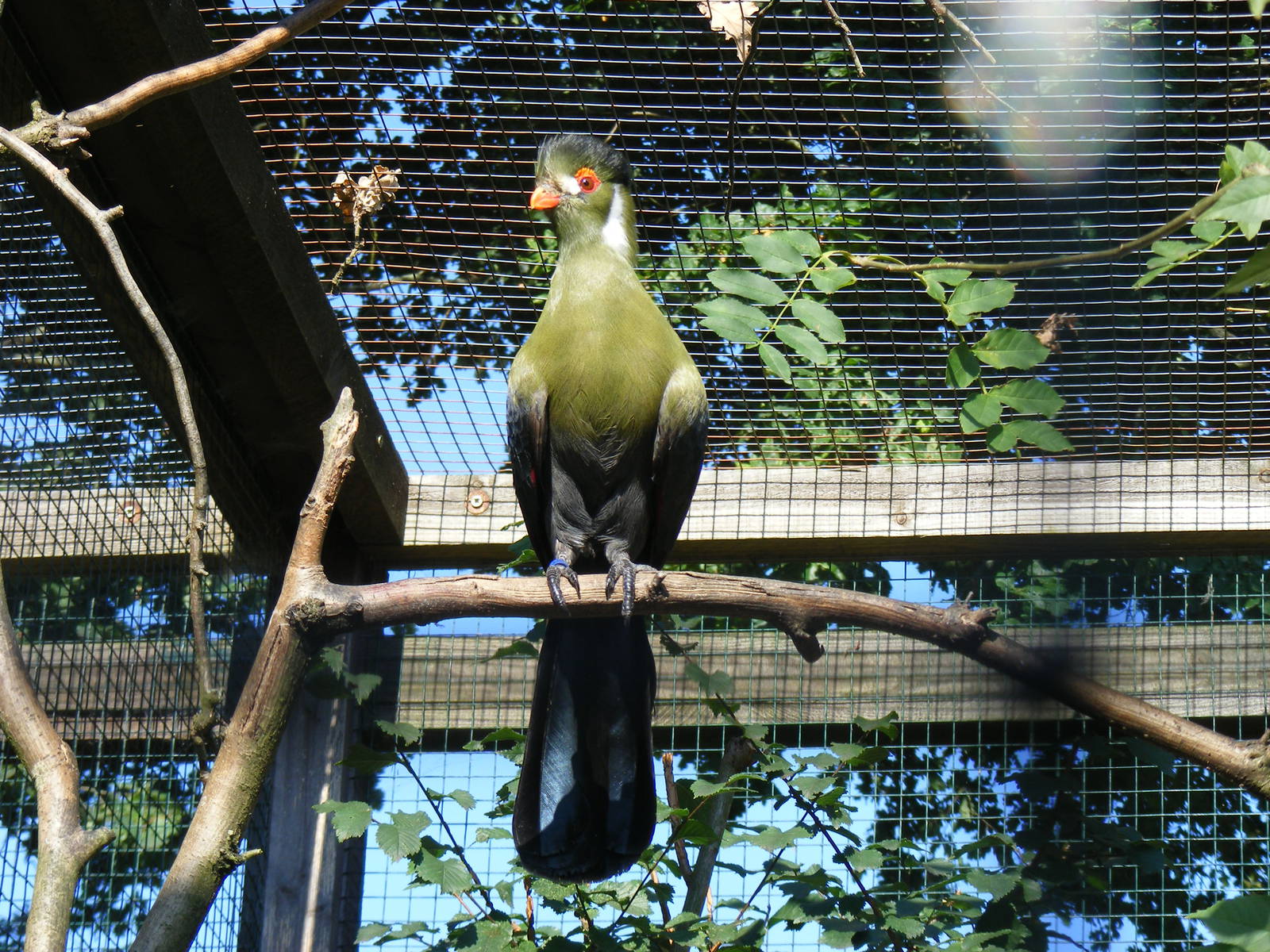 White-cheeked turaco at Paultons Park, 2 October 2011