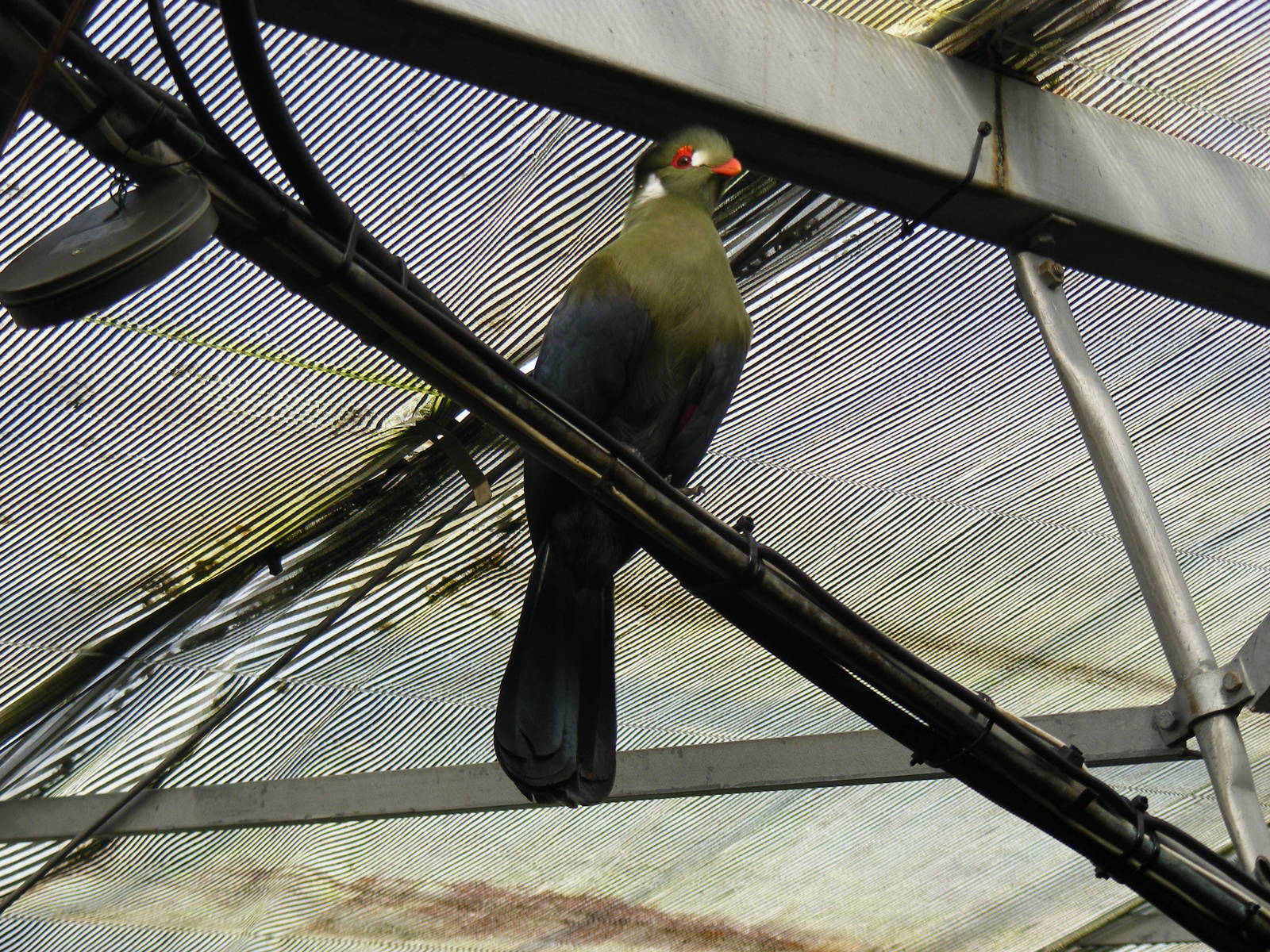 White cheeked turaco at The Living Rainforest, 24 October 2010