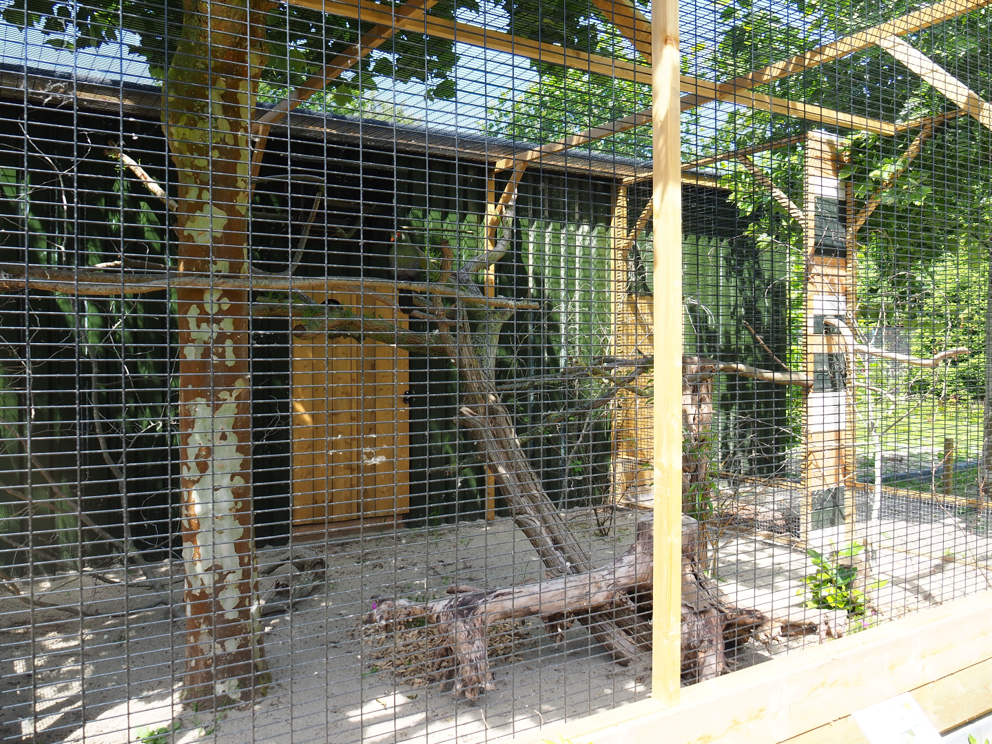 White-cheeked turaco aviary, 2019-06-01