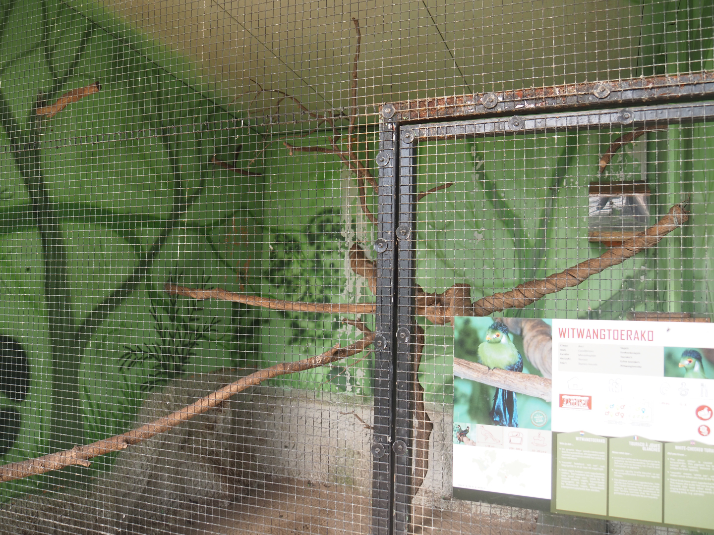 White-cheeked turaco aviary, 2019-08-04