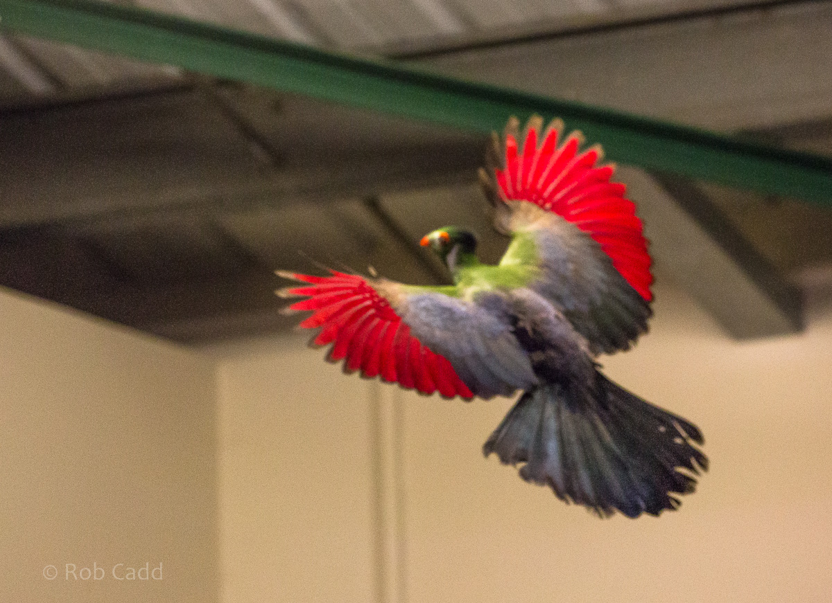 White-cheeked turaco : Banham Zoo : 29 Sep 2017