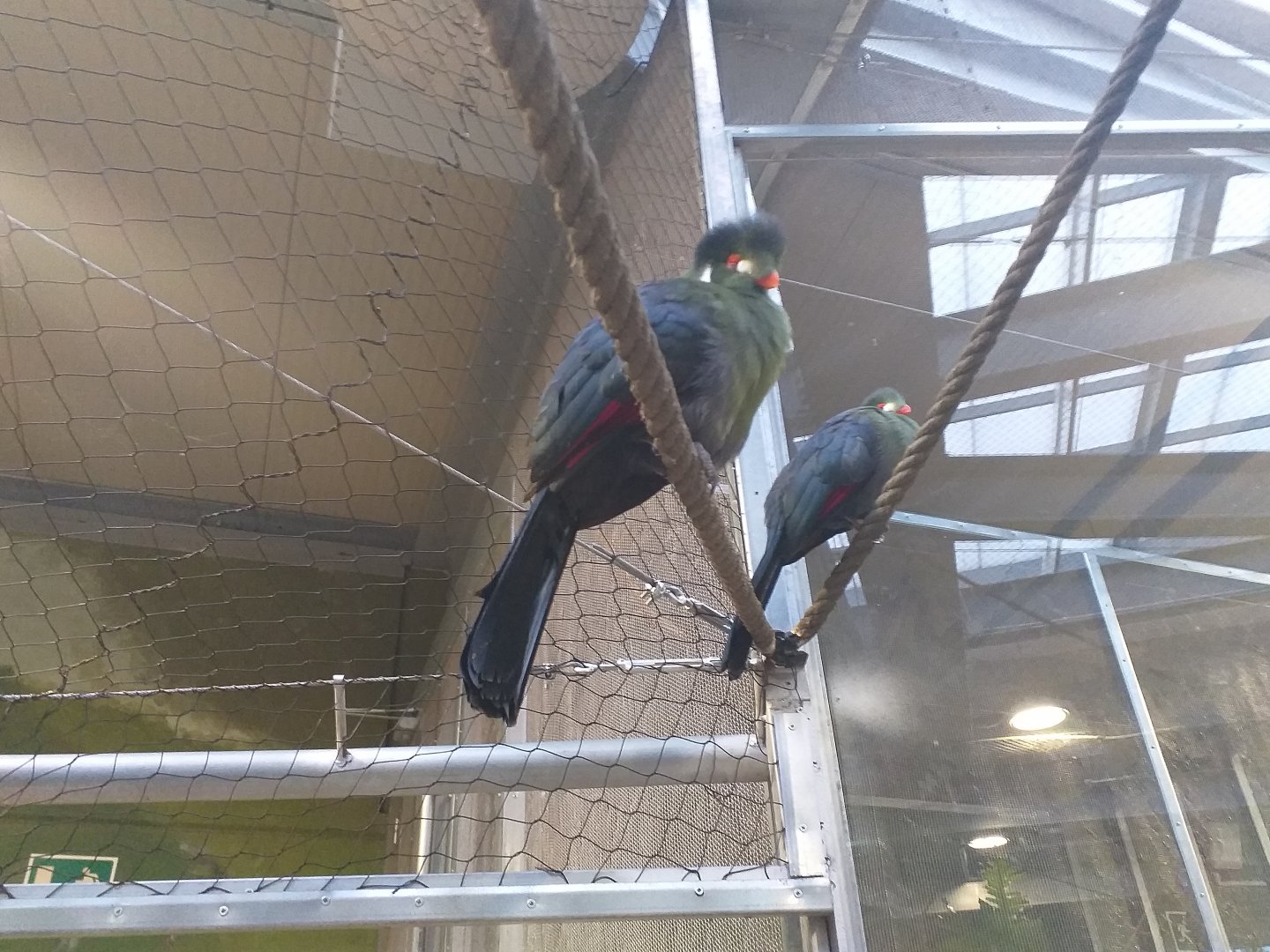 White-cheeked turaco -BioDomo (2019)