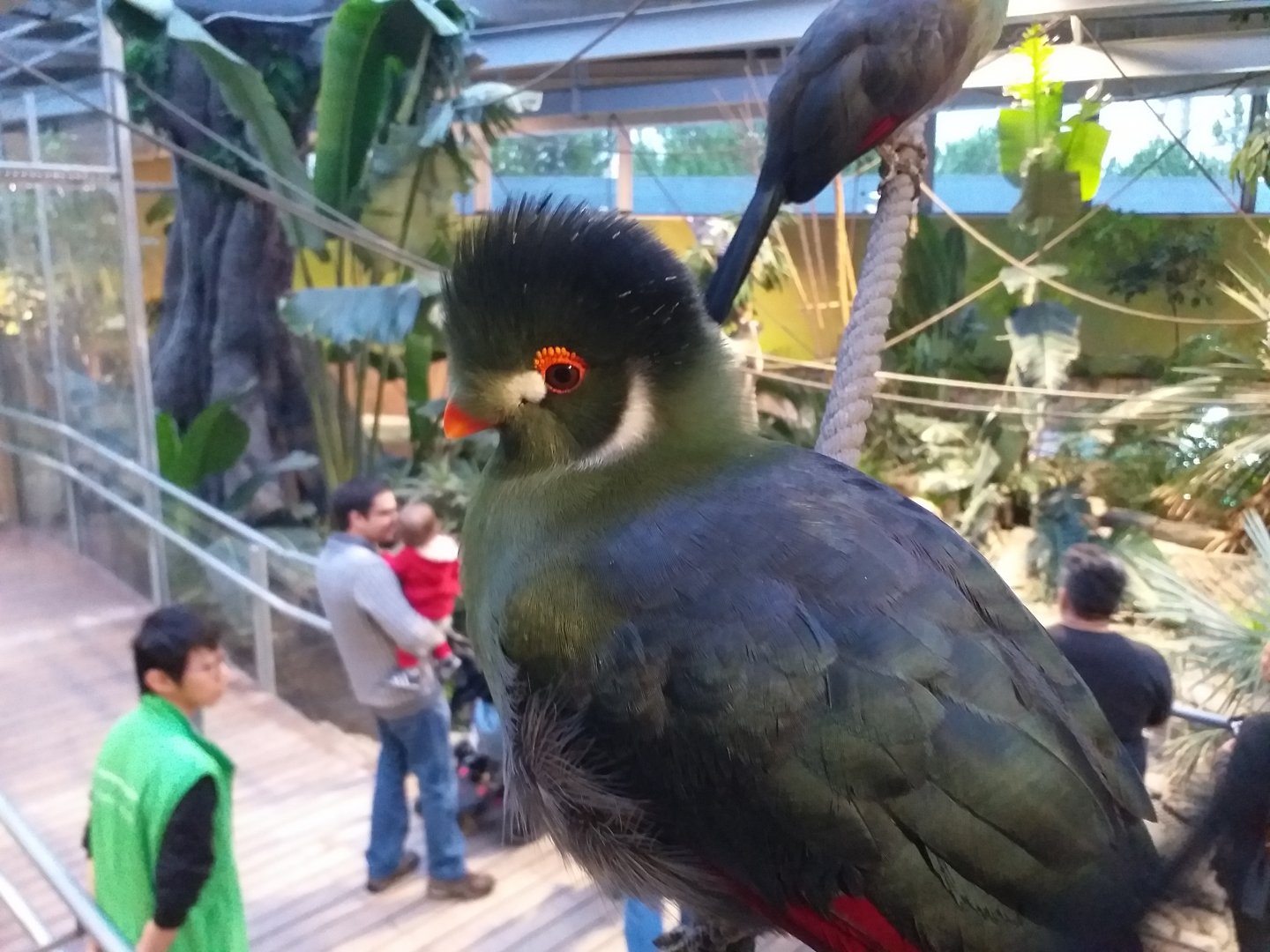 White-cheeked turaco -BioDomo (2019)