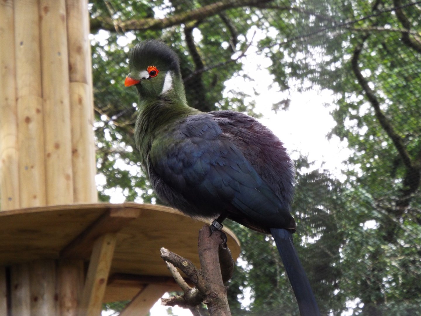 White-cheeked turaco - Dartmoor Zoo