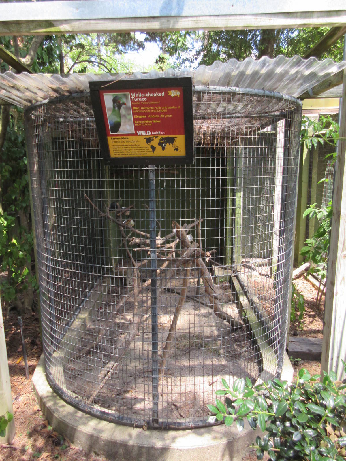 White-Cheeked Turaco Exhibit