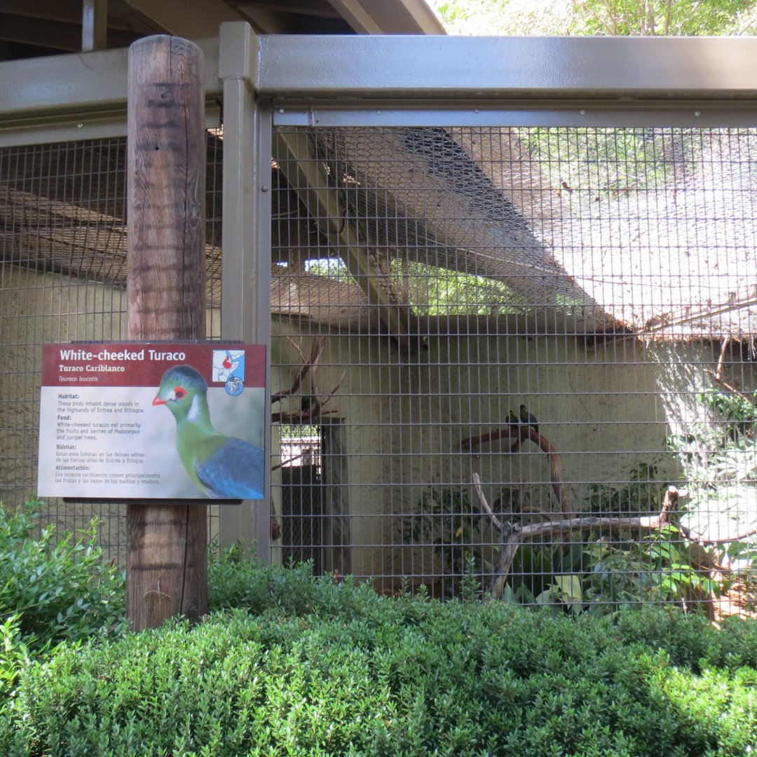 White Cheeked Turaco Exhibit