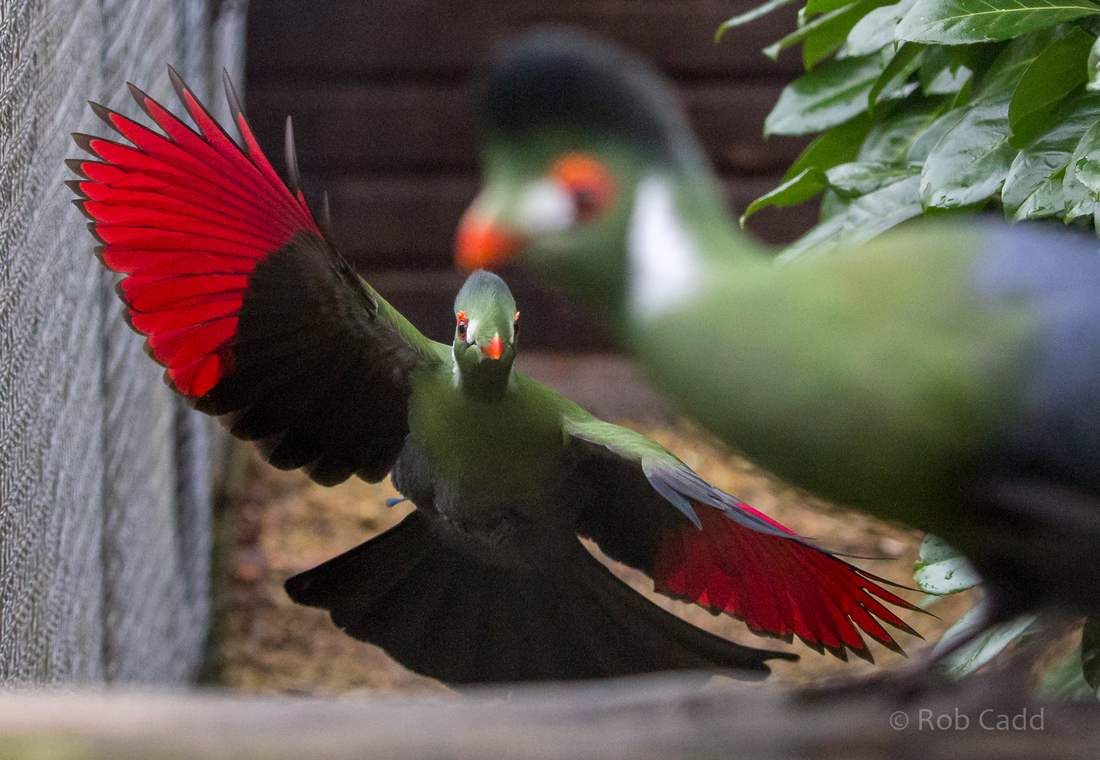 White-cheeked turaco : Hamerton : 01 Apr 2018
