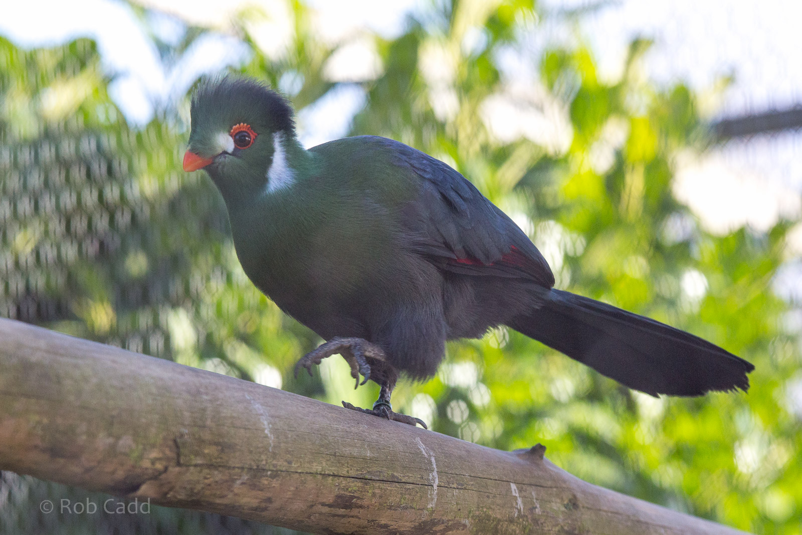 White-cheeked turaco : Hamerton : 08 Feb 2015