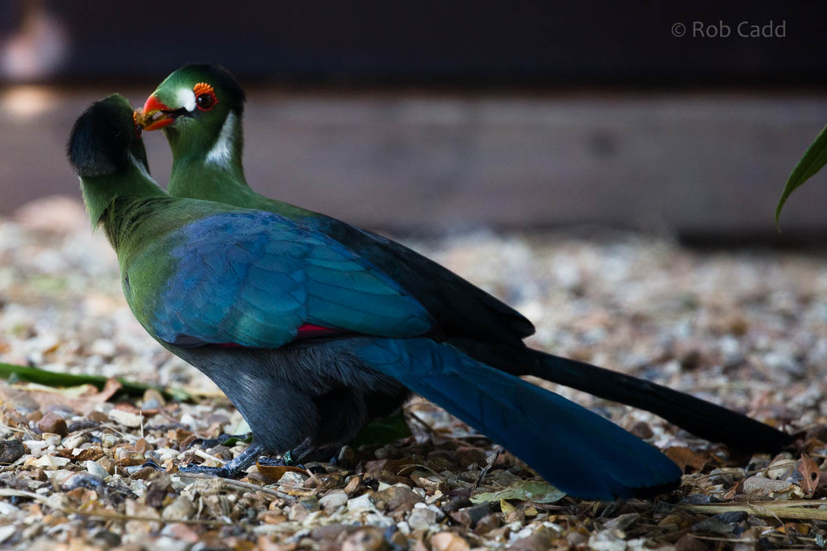 White-cheeked turaco : Hamerton : 09 Aug 2015