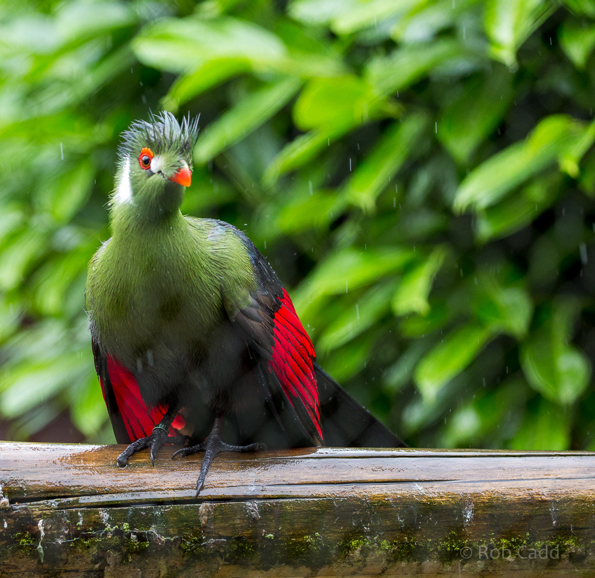 White-cheeked turaco : Hamerton : 12 Jul 2015