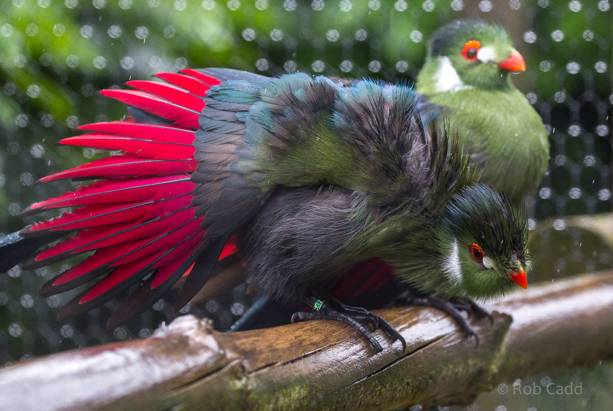 White-cheeked turaco : Hamerton : 12 Jul 2015