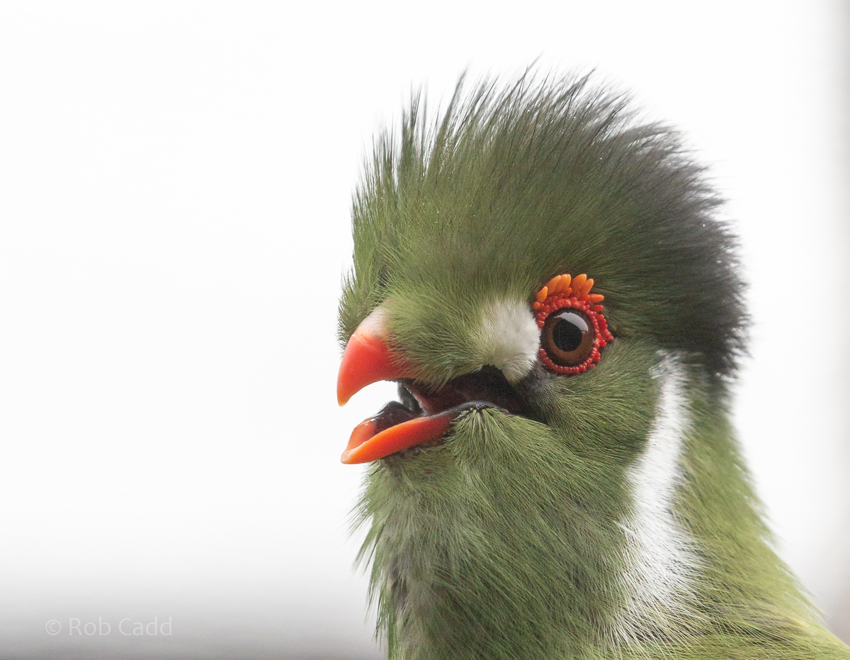 White-cheeked turaco : Hamerton : 15 Aug 2020