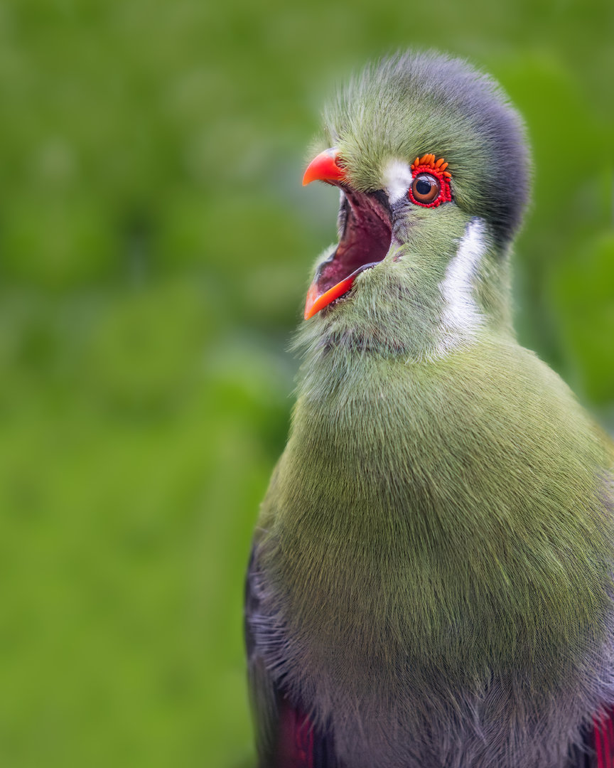 White-cheeked Turaco / Hamerton / 2-11-22