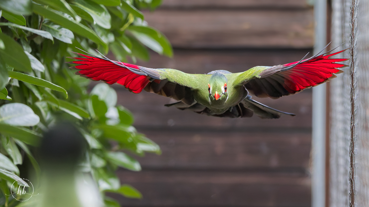 White-cheeked Turaco / Hamerton / 26-3-24