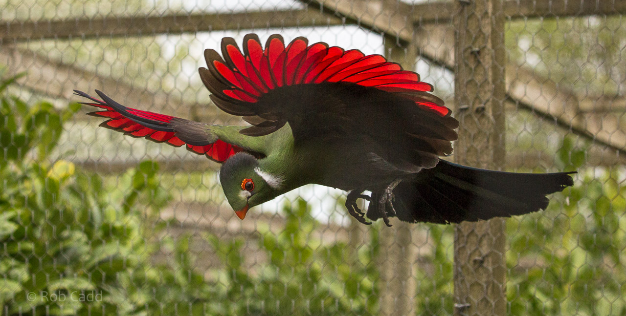 White-cheeked turaco : Hamerton : 26 Apr 2015