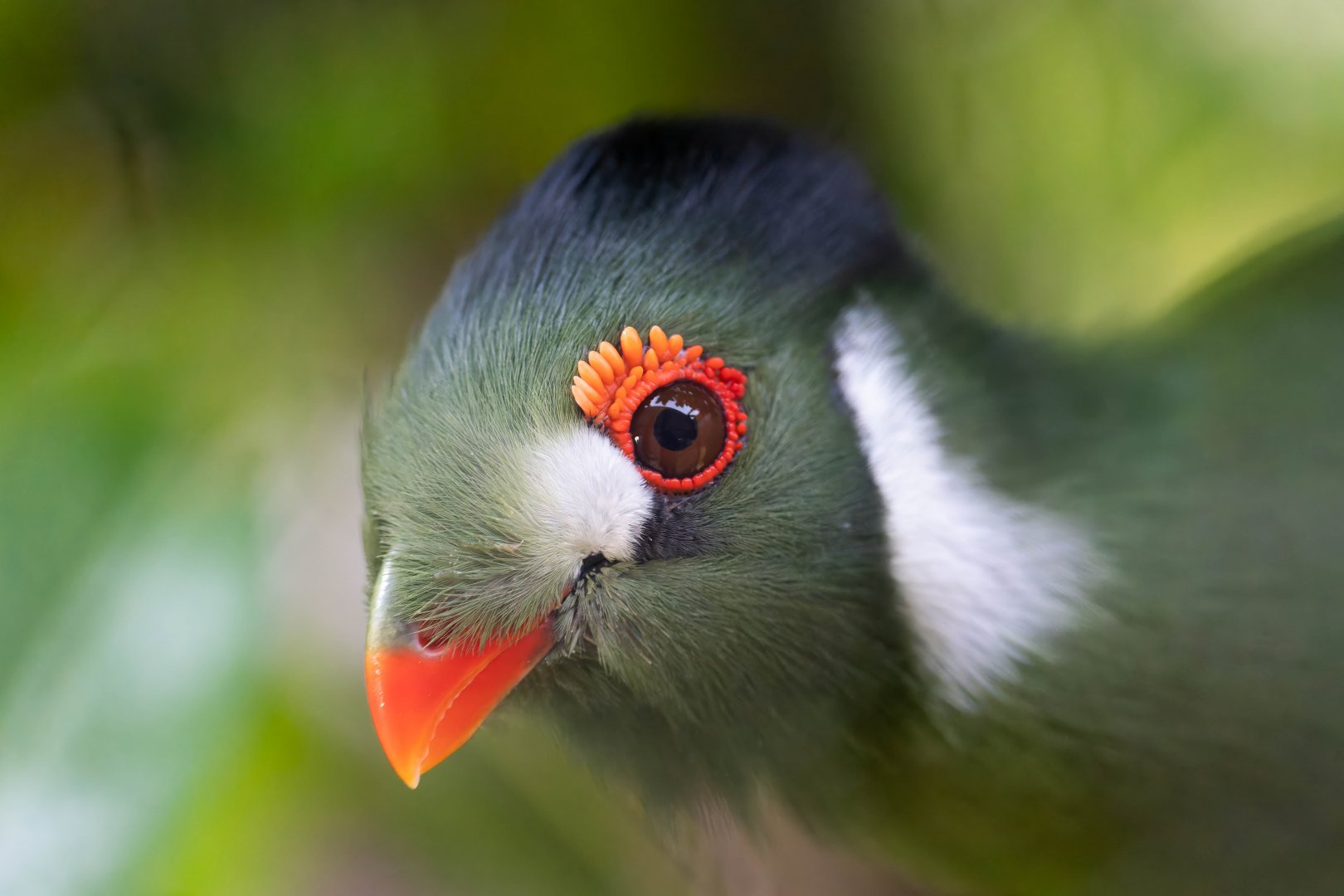 White cheeked Turaco, Hamerton, UK