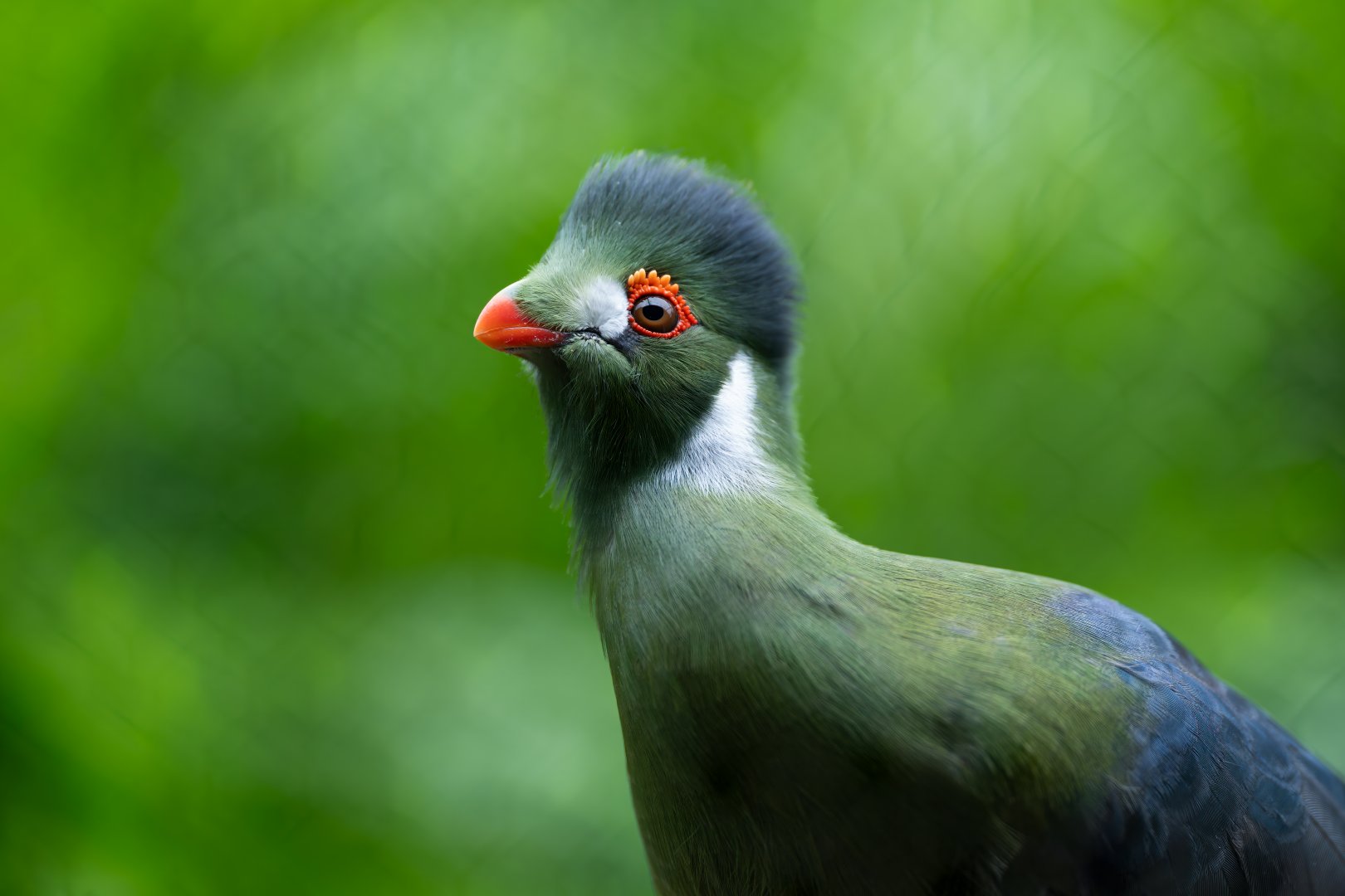 White Cheeked Turaco, Hamerton, UK