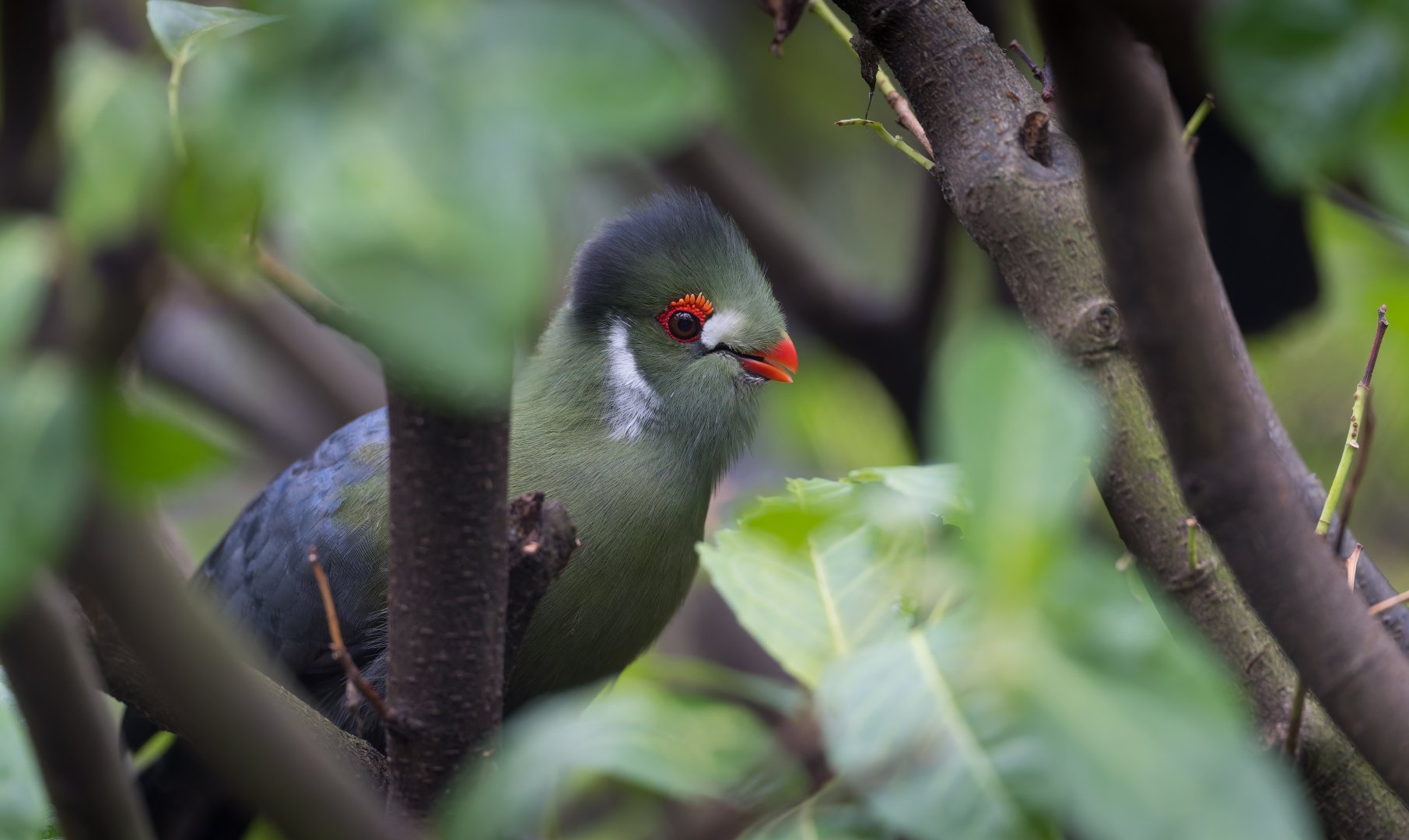 White cheeked Turaco, Hamerton, UK