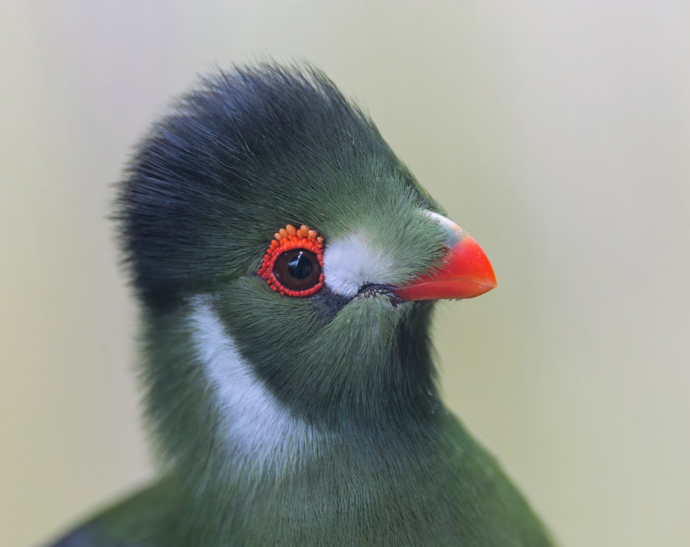 White Cheeked Turaco, Hamerton, UK