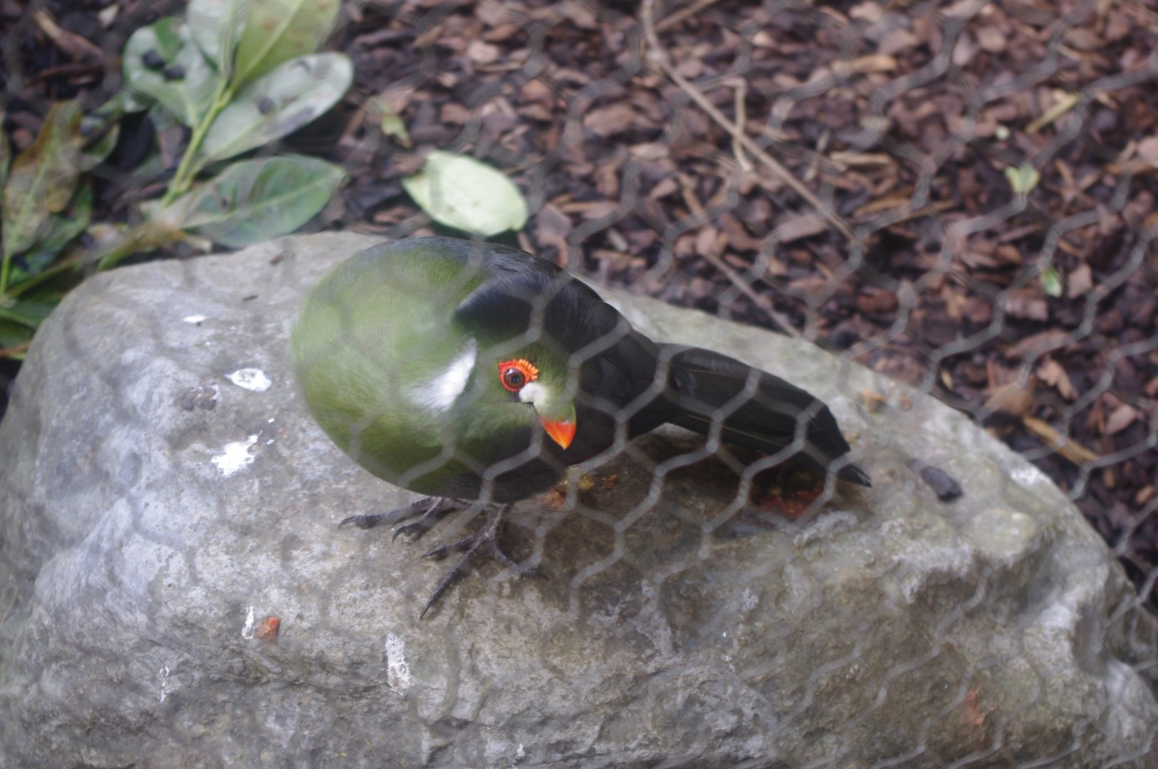 White-cheeked Turaco- Hamerton Zoo Park 6/3/2022