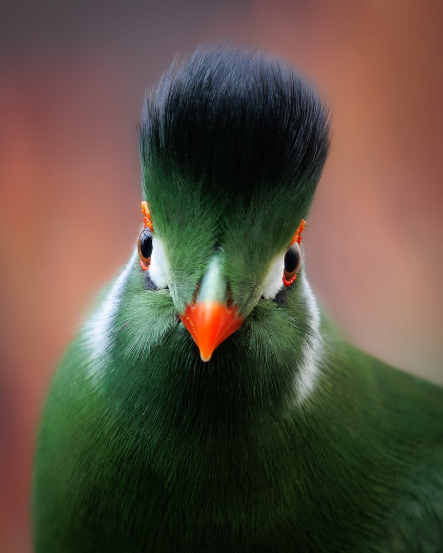 White-cheeked Turaco / Hamerton