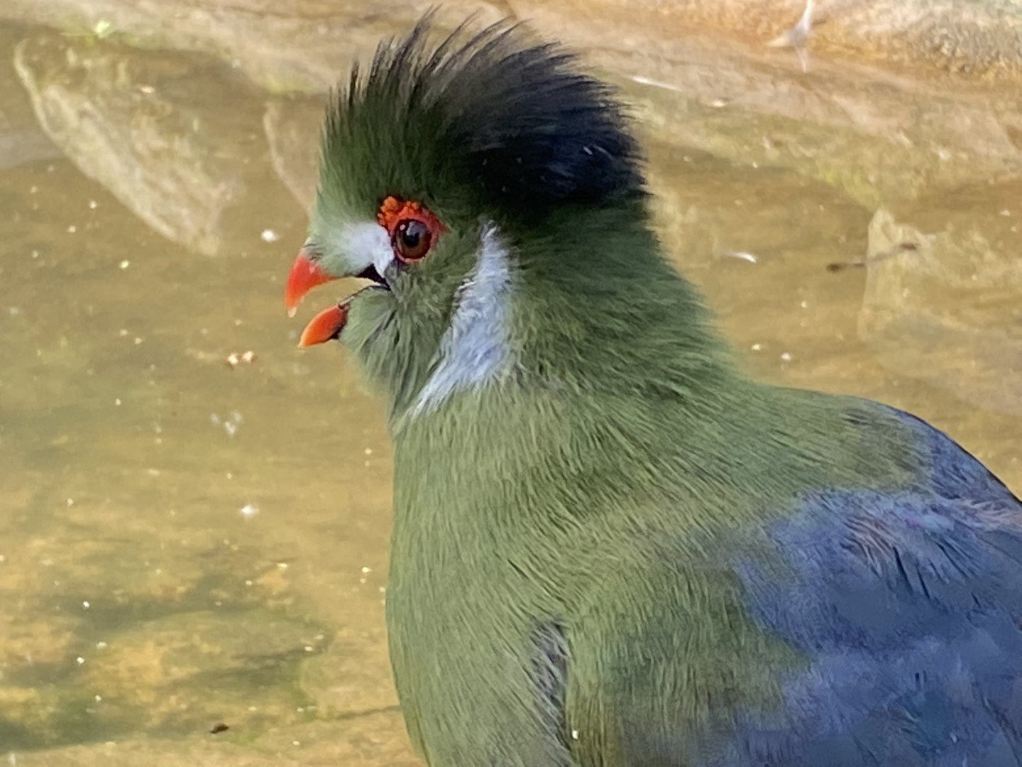 White-cheeked turaco (leucotis) 071121