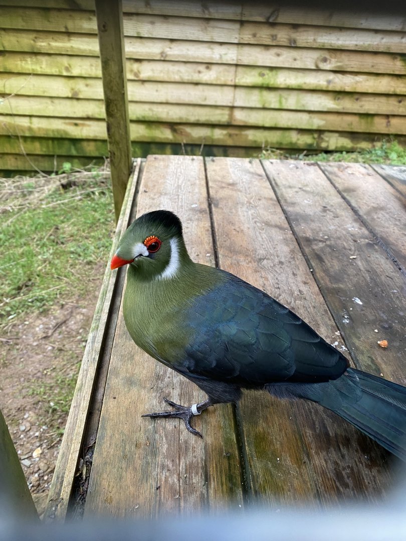 White-cheeked turaco (leucotis subspecies) 170224