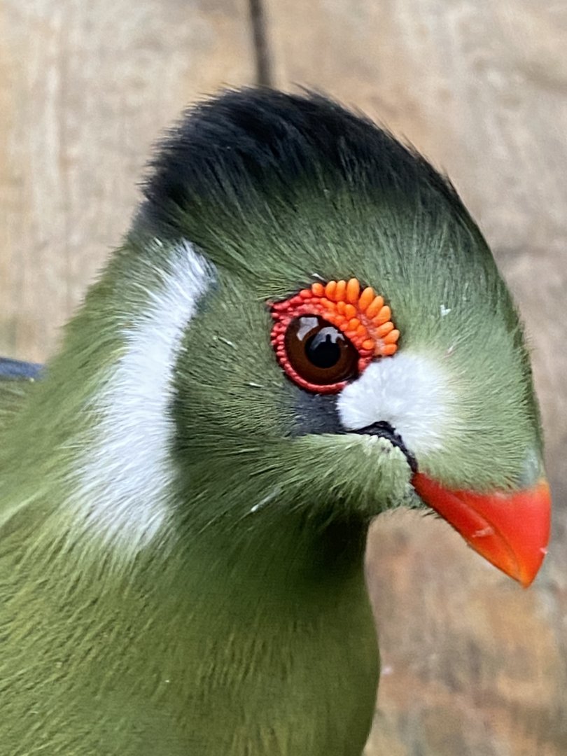 White-cheeked turaco (leucotis subspecies) 170224