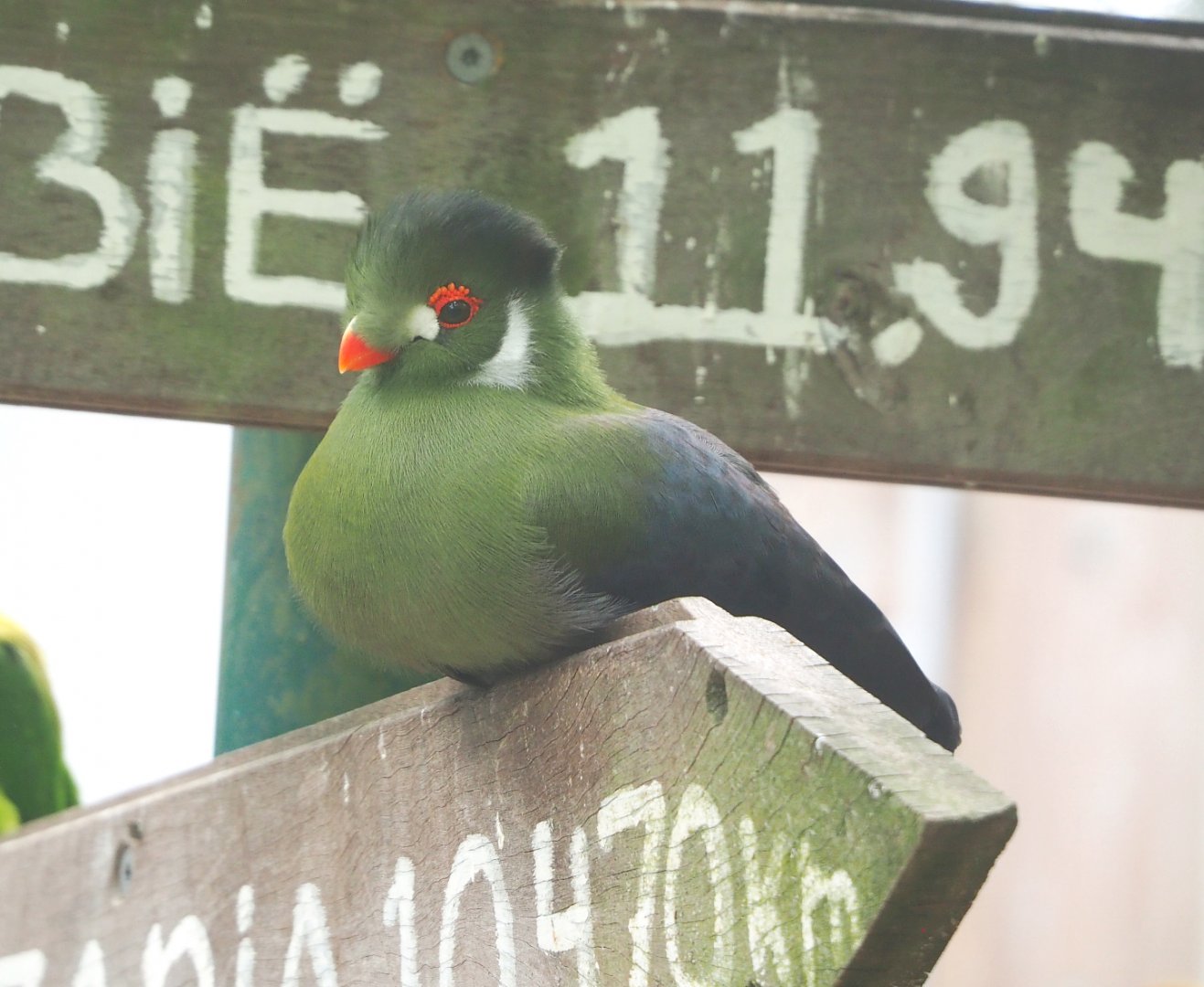 White-cheeked turaco (Menelikornis leucotis leucotis), 2022-05-17