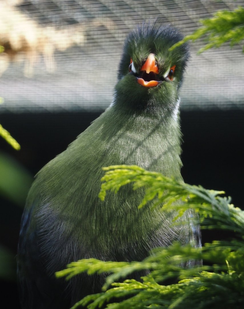 White-cheeked turaco (Menelikornis leucotis leucotis), 2024-05-24
